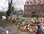 Kuehe_und_Holz.jpg