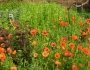 Klatschmohn.jpg