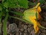 Zucchini_Bluete.jpg